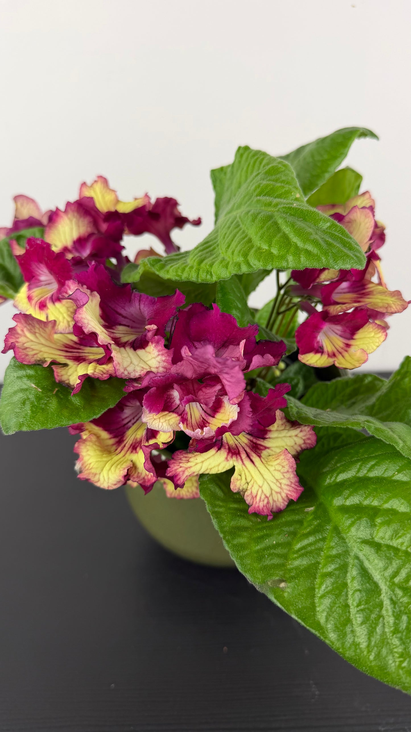 Streptocarpus 4