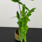 Alocasia sabrina narrow