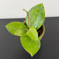 Hoya Mix