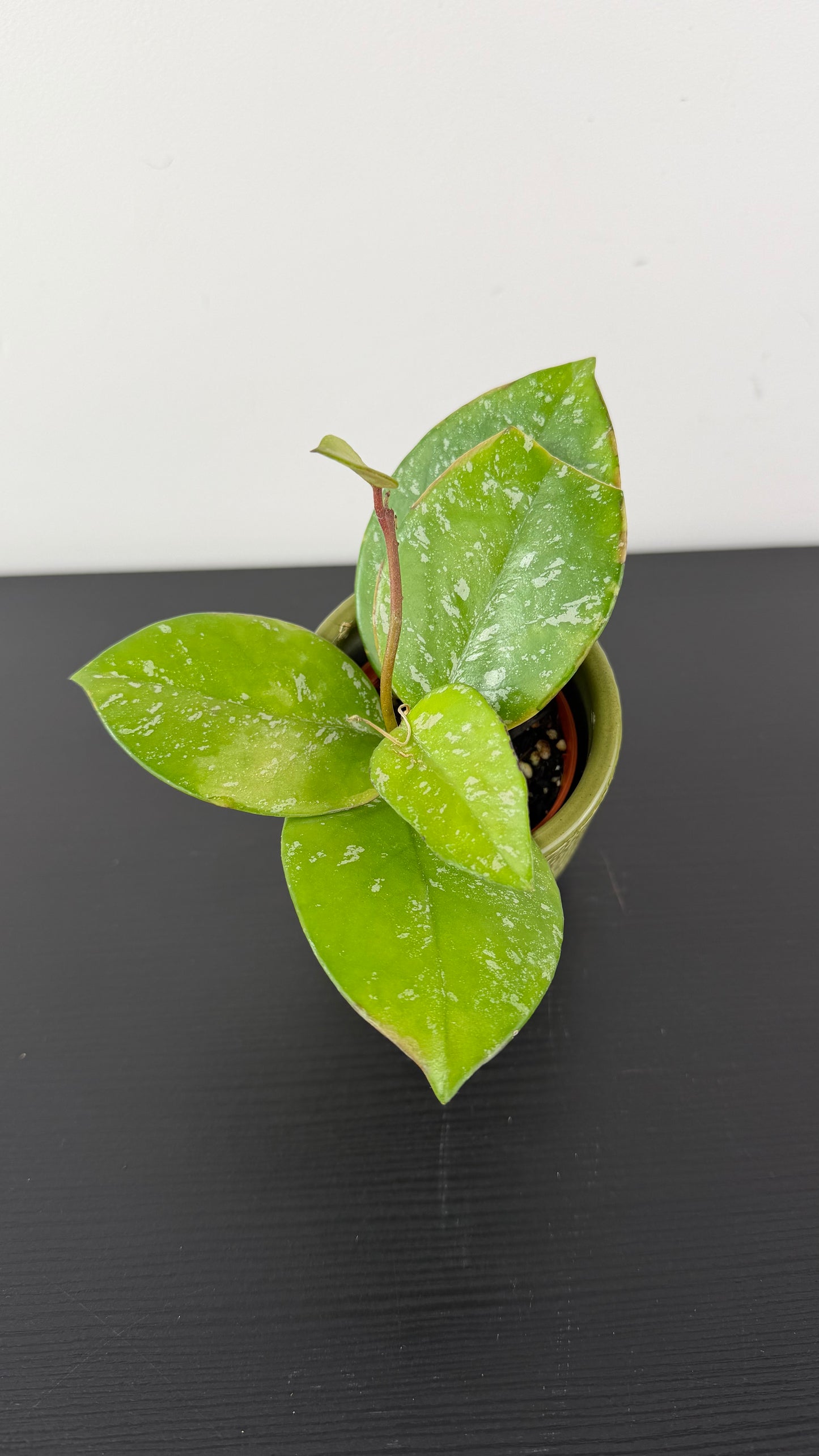 Hoya Mix