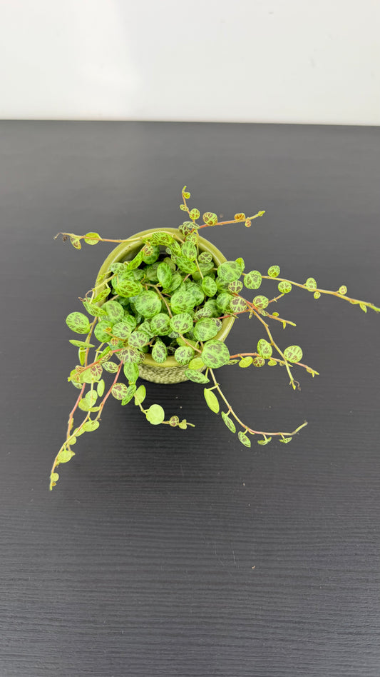 Peperomia prostrata