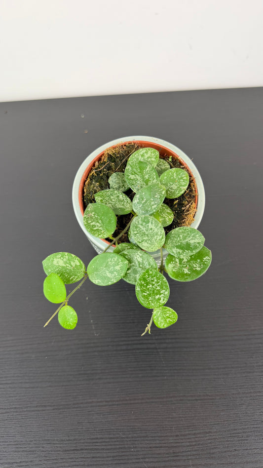 Hoya Mathilde