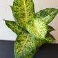Dieffenbachia Mars