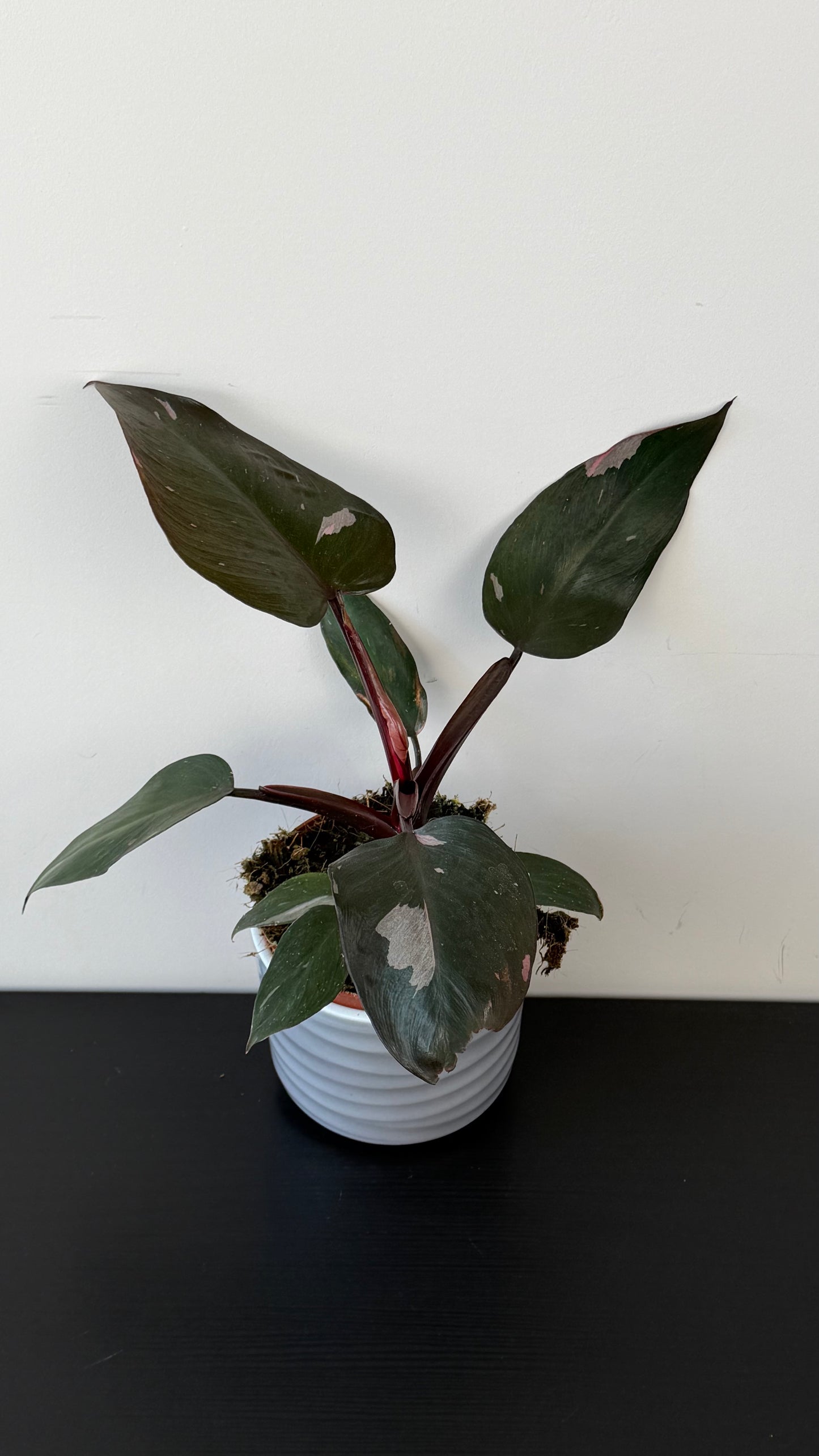 Philodendron Pink Princess