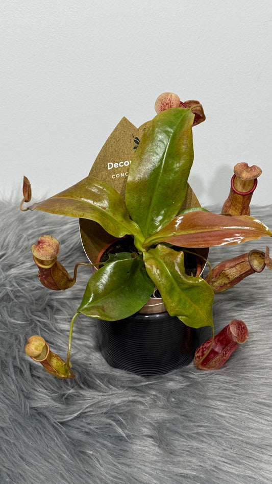 Nepenthes 'Gaya'