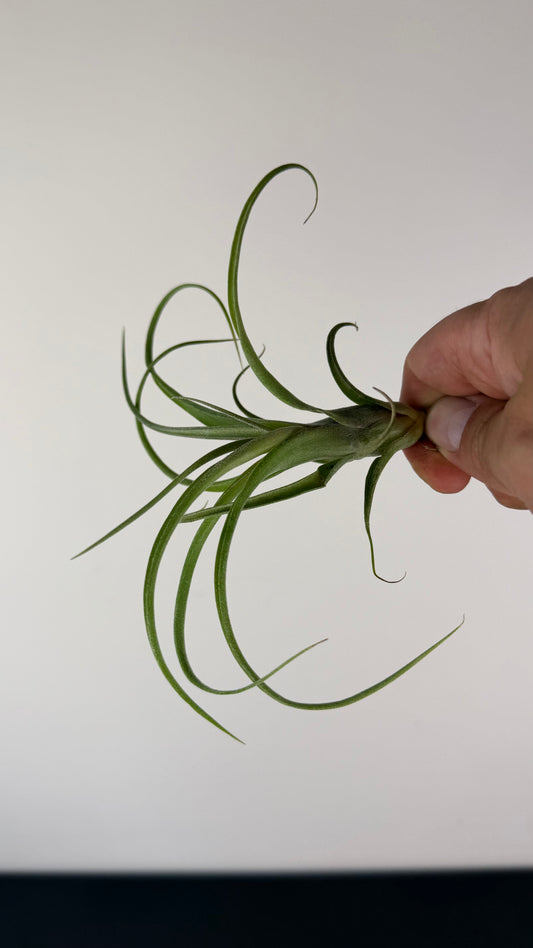 Tillandsia Air plant 6