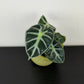 Alocasia Balloon Heart