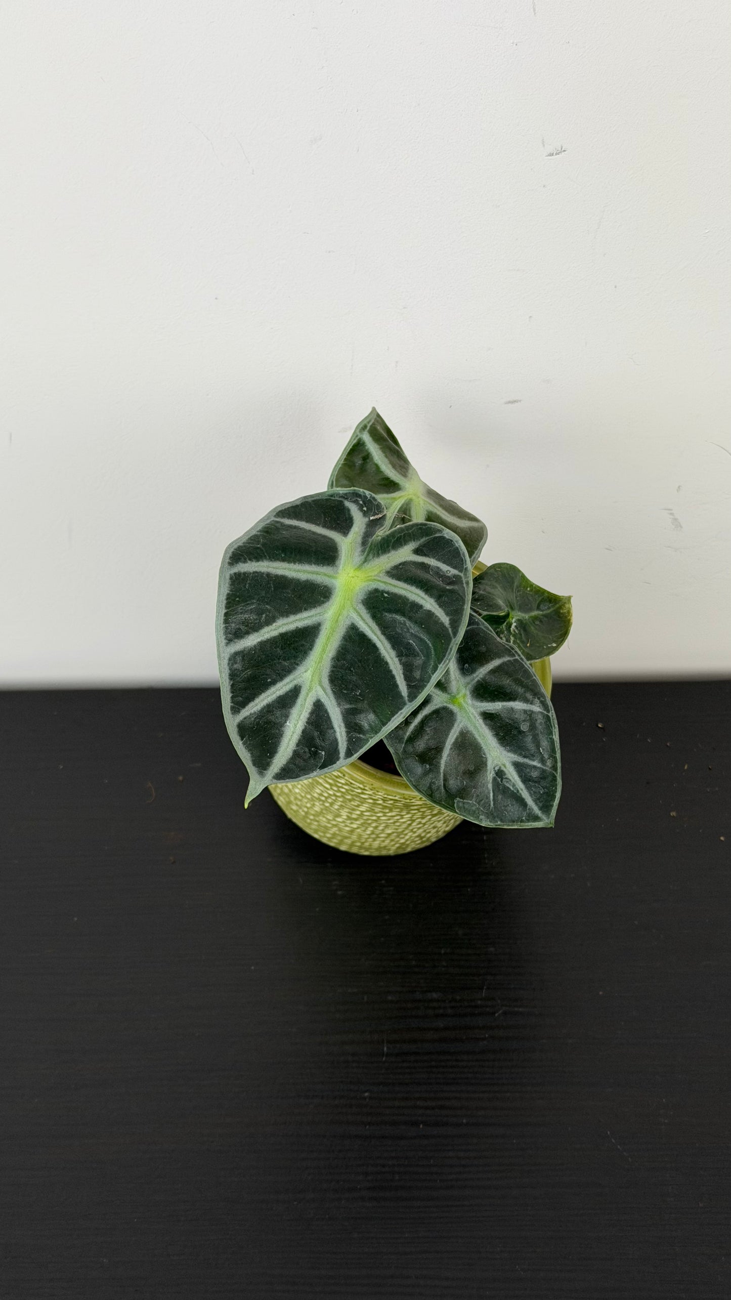 Alocasia Balloon Heart
