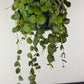 Dischidia