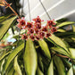 Hoya wayetii 'Tricolor - www.augi-plants.lv