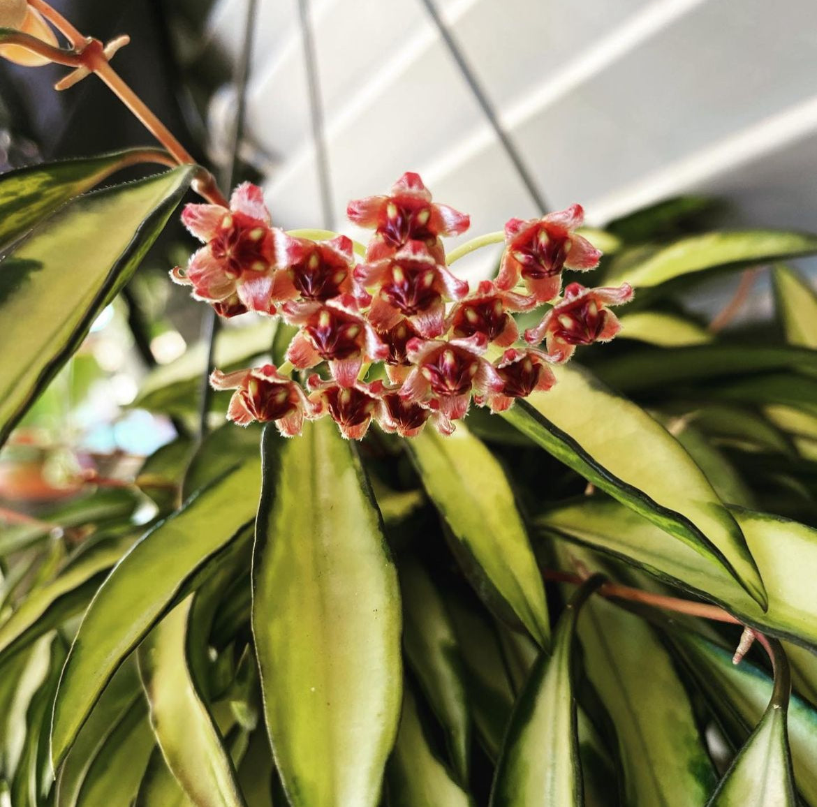 Hoya wayetii 'Tricolor - www.augi-plants.lv