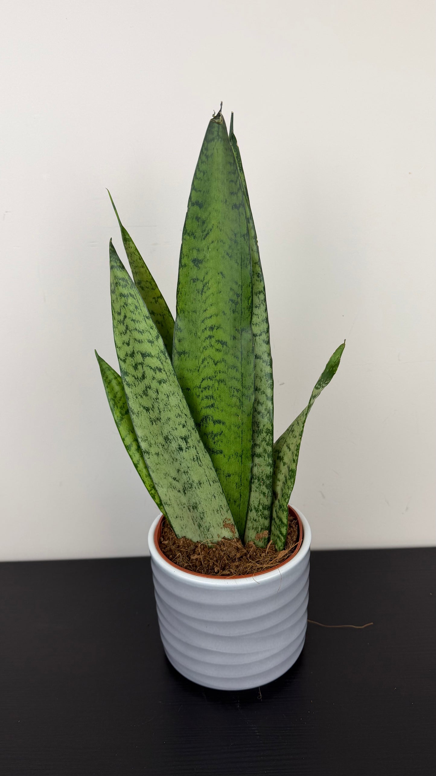 Sansevieria 4