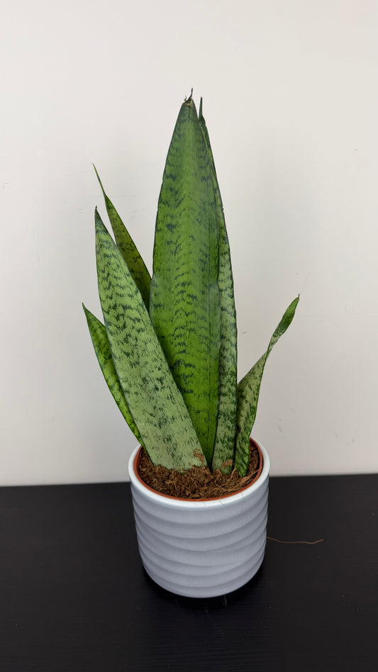 Sansevieria 4