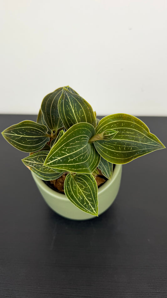 Jawel Orchid Macodes Petola Lemon