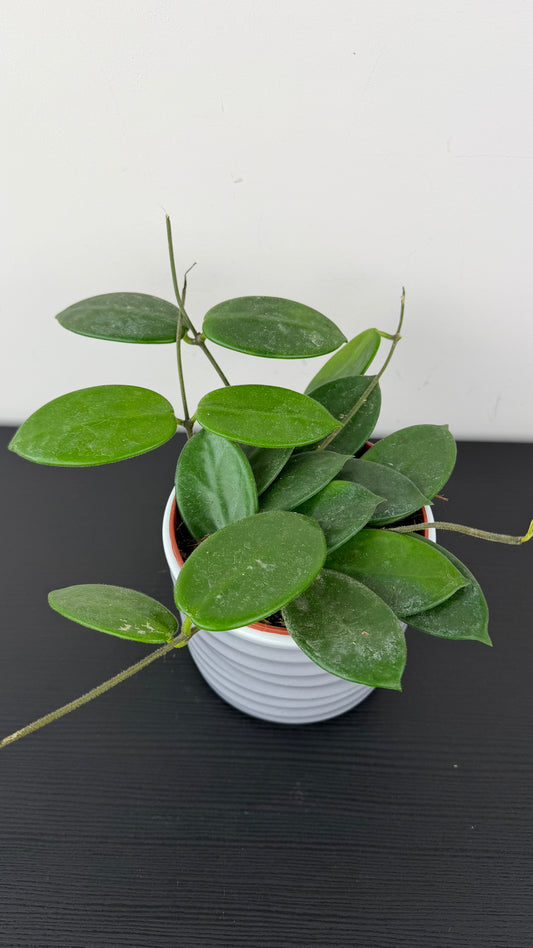 Hoya vangviengiensis