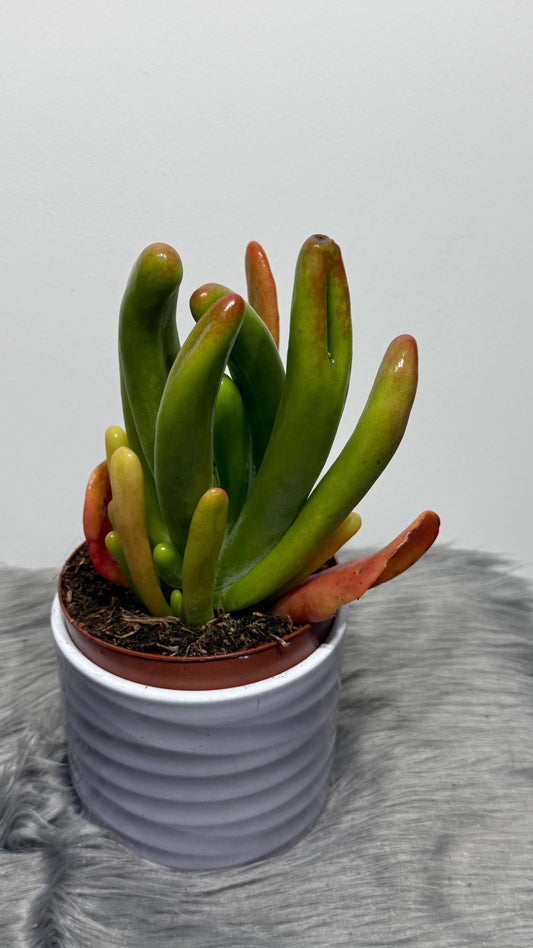 Kalanchoe Thyrsiflora