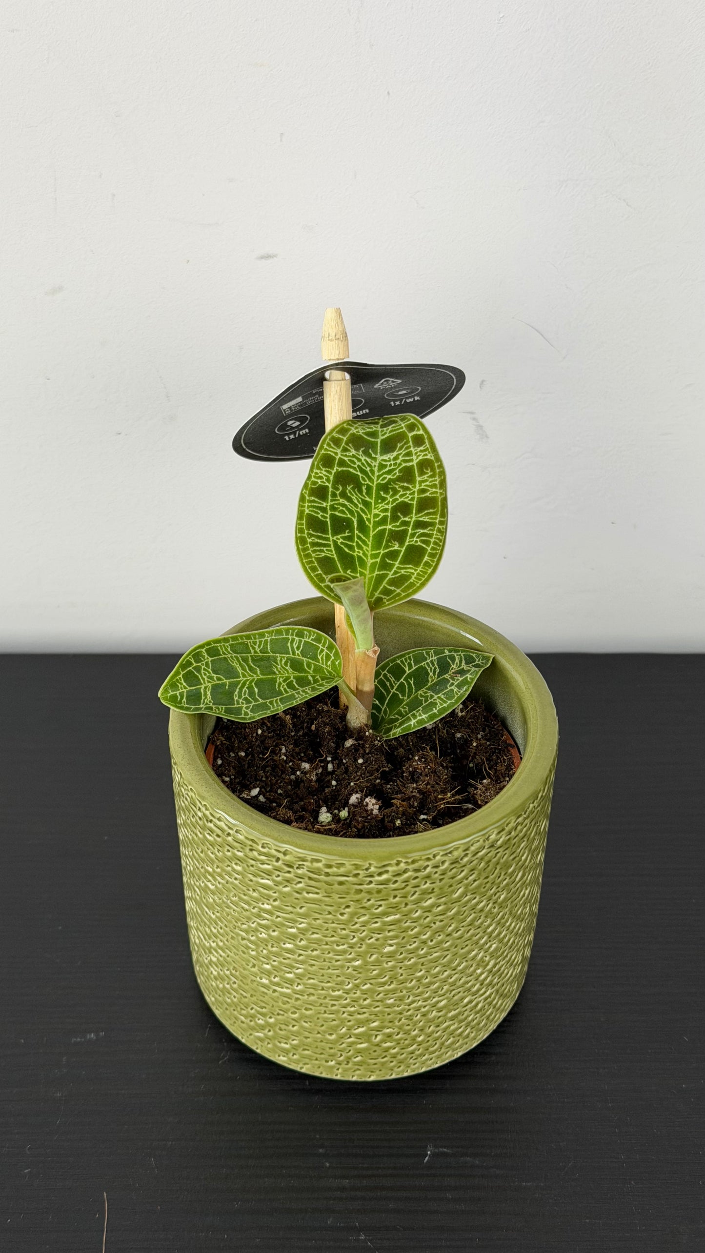 Jawel Orchid Macodes Petola