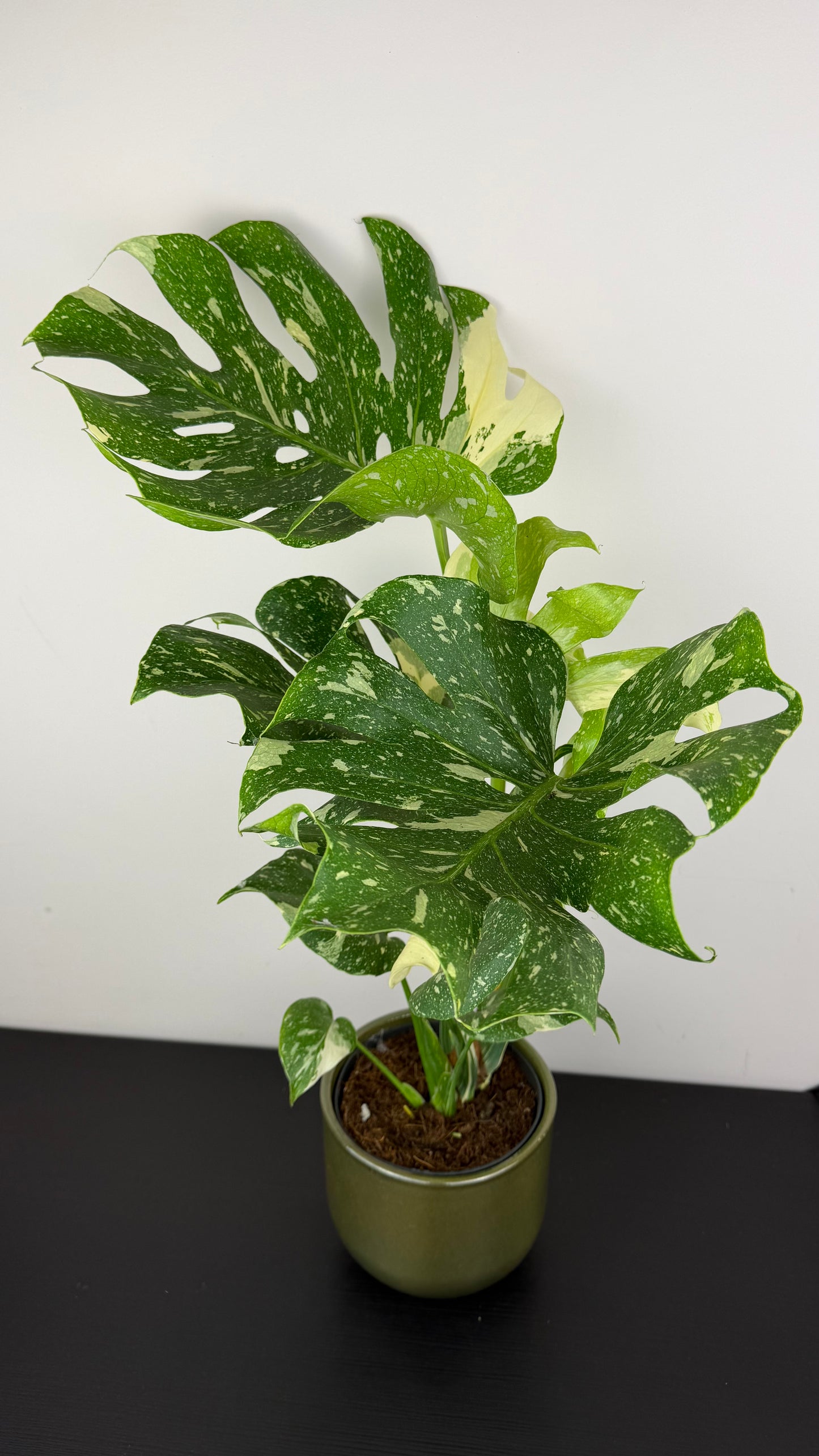 Monstera Thai Constellation