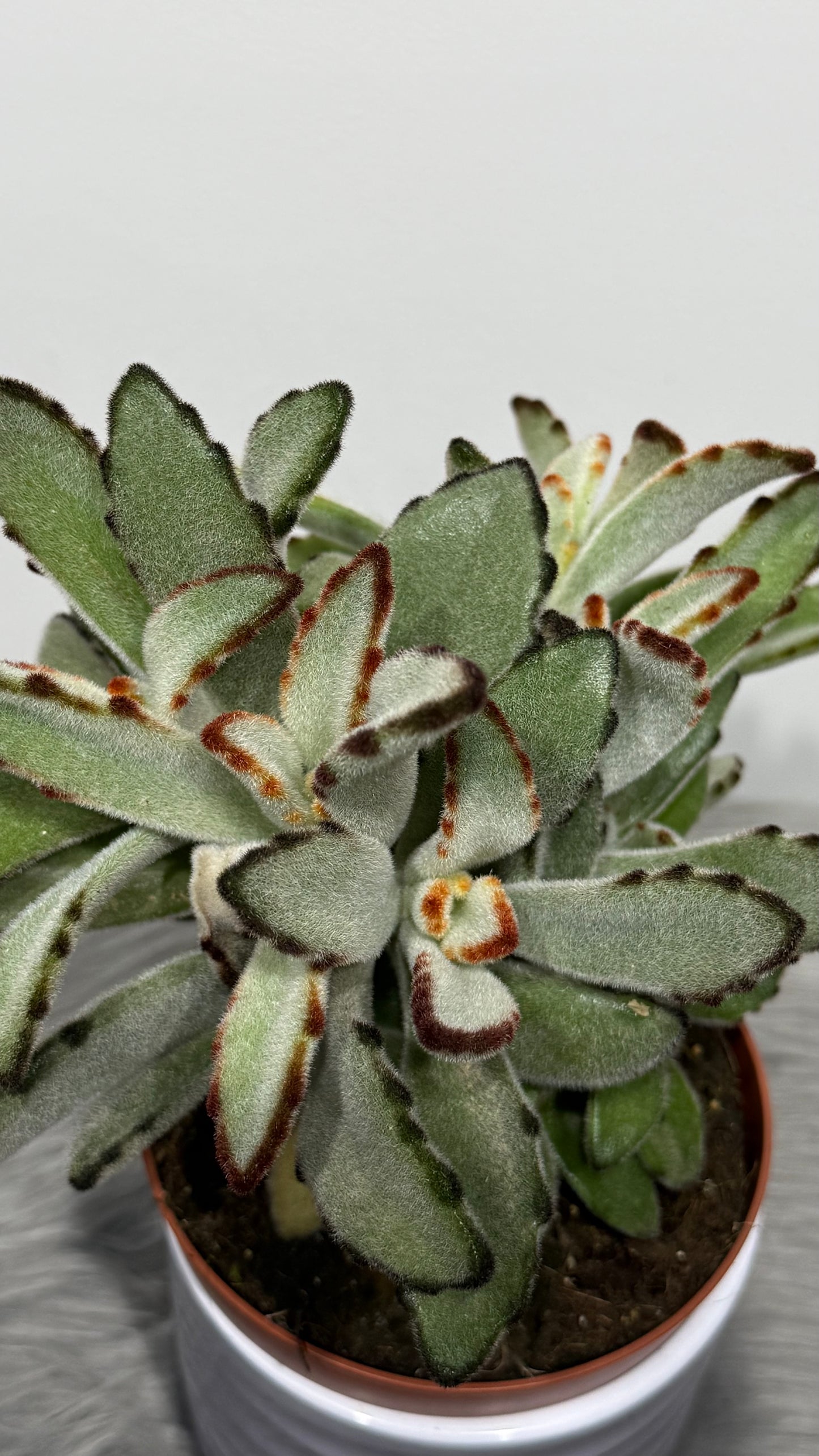 Kalanchoe Tomentosa 2