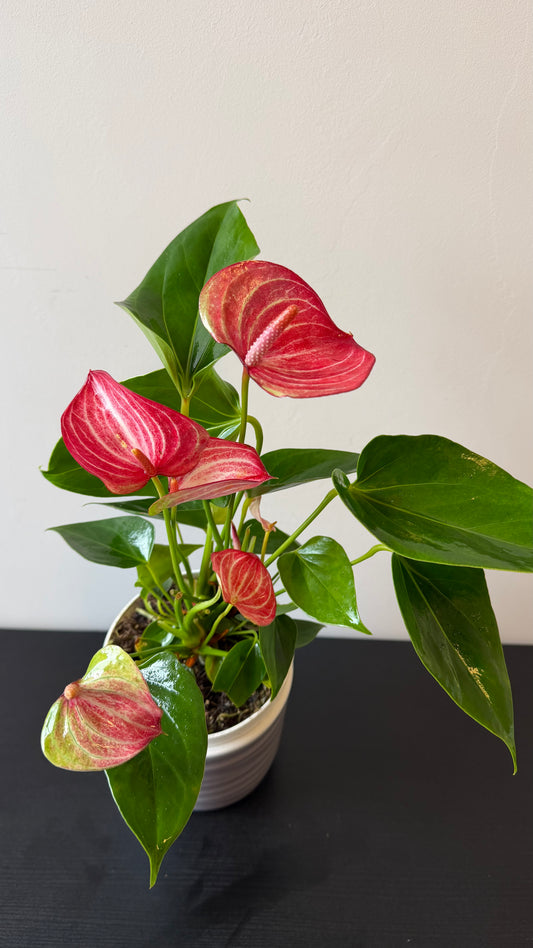 Anthurium Red and Pink