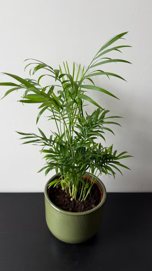 Chamaedorea Elegans
