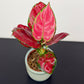 Aglaonema 9