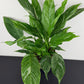 Spathiphyllum Diamond