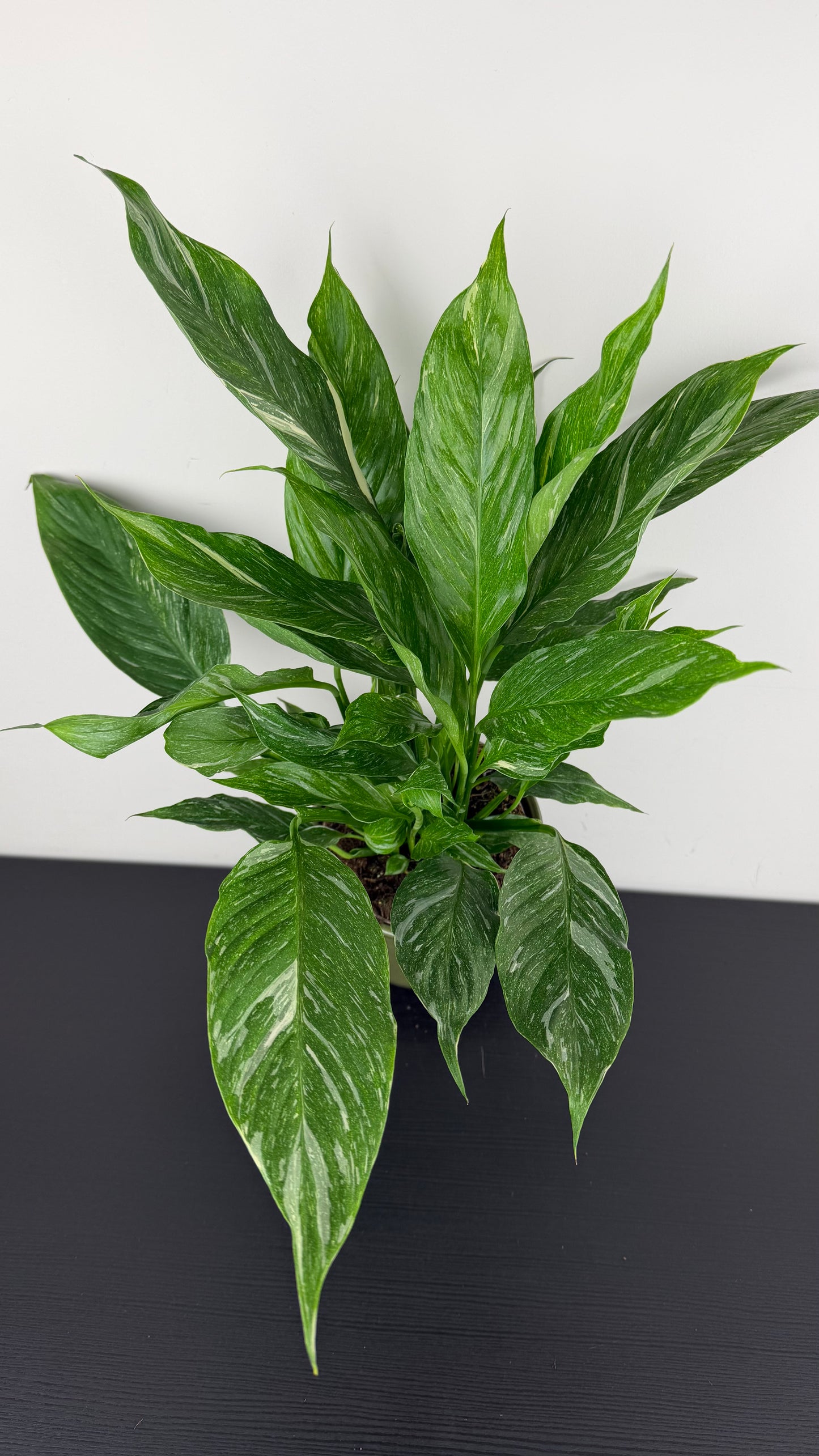 Spathiphyllum Diamond
