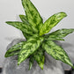 Aglaonema Laurel Green