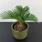 Cycas Revoluta