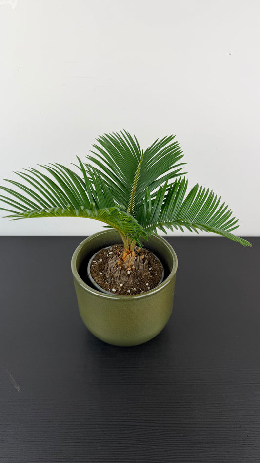 Cycas Revoluta