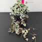 Ceropegia Woodii variegata  String of hearts variegata