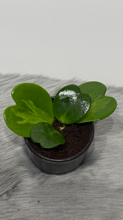 Hoya Kerrii