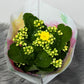 Kalanchoe Yellow