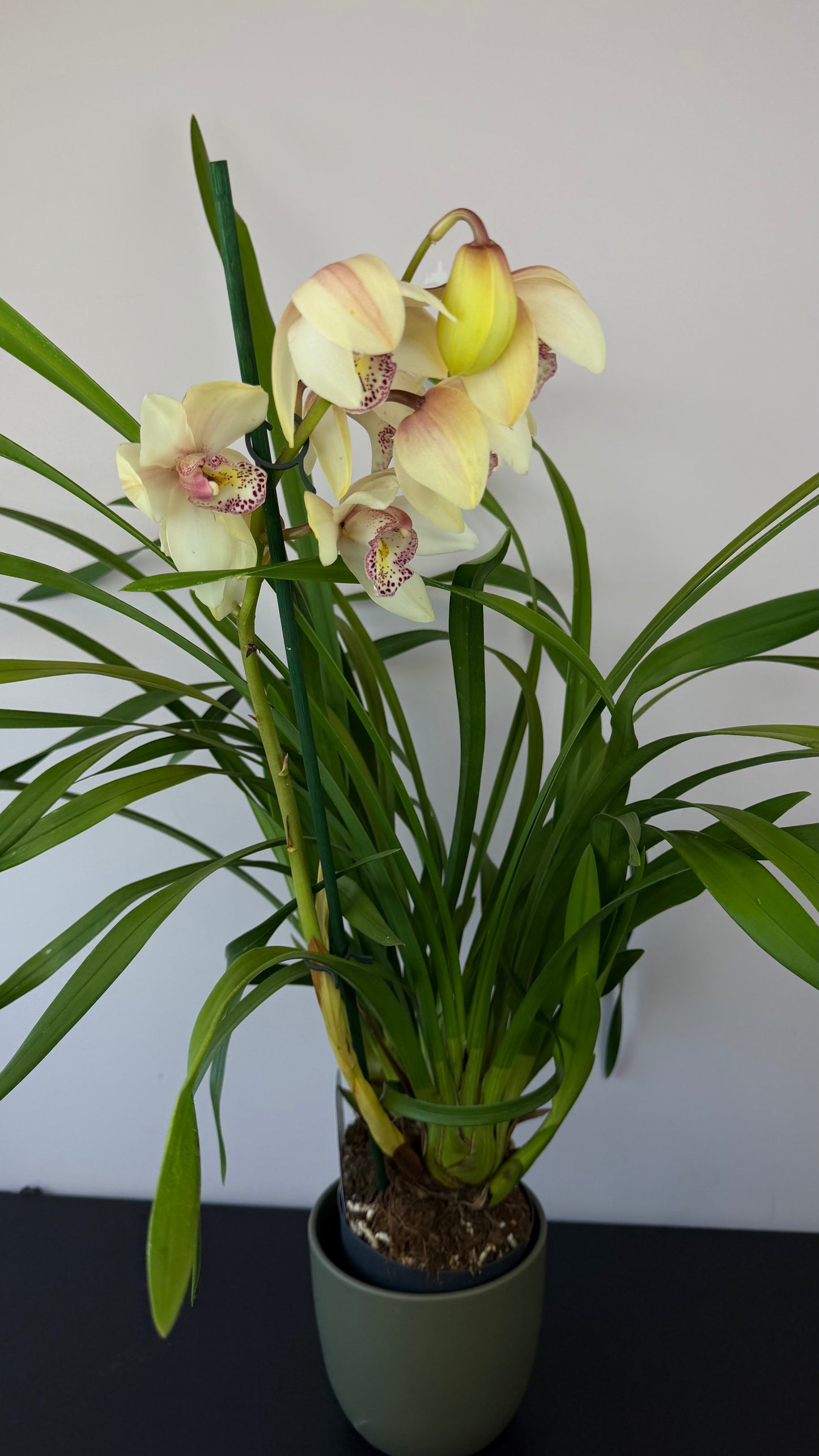 Cymbidium 3