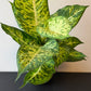 Dieffenbachia Mars