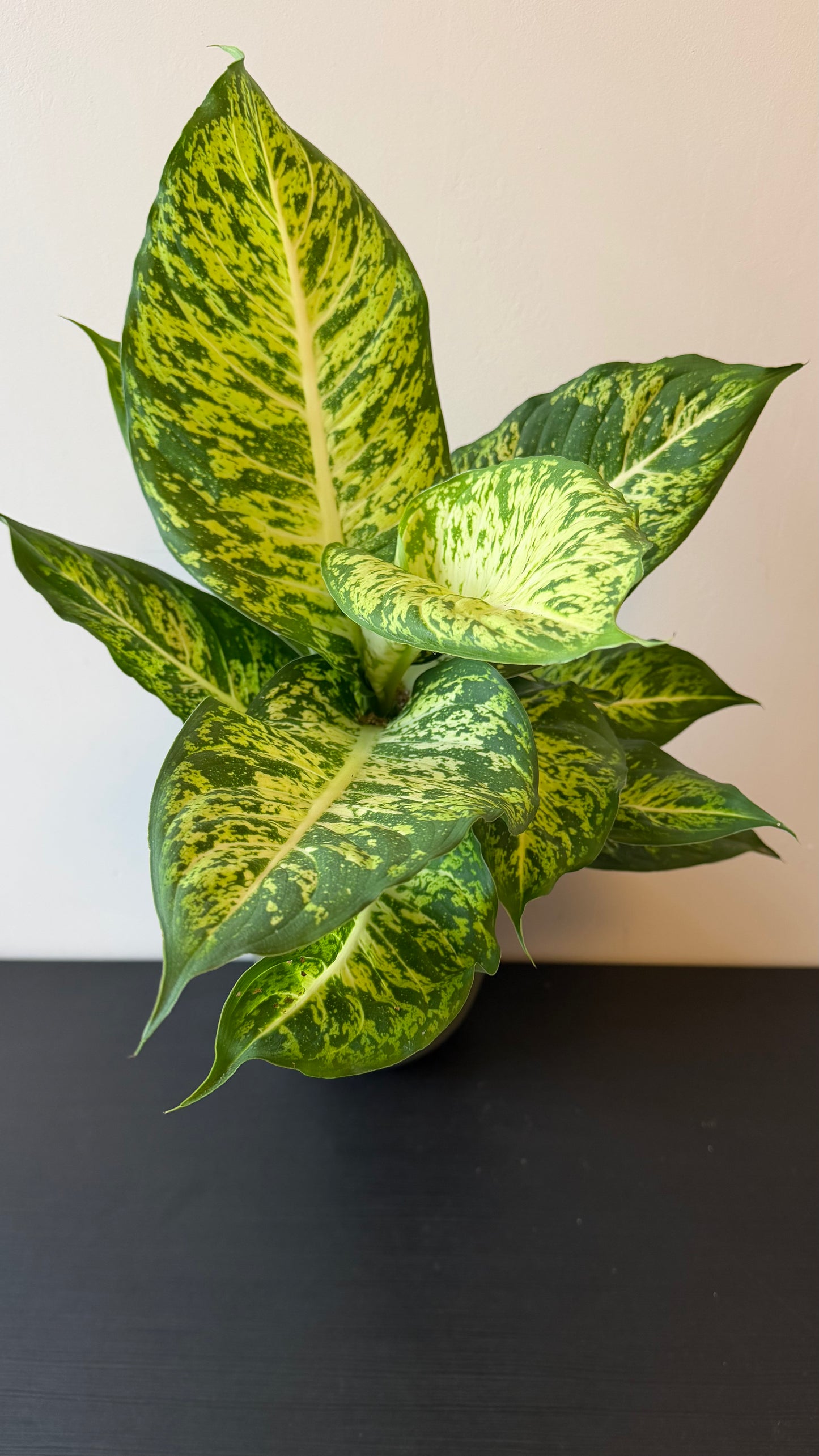 Dieffenbachia Mars