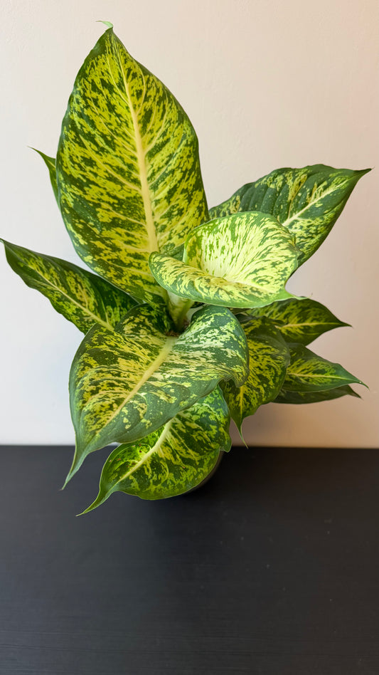Dieffenbachia Mars