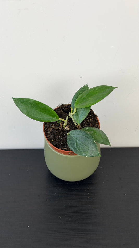 Hoya Timor