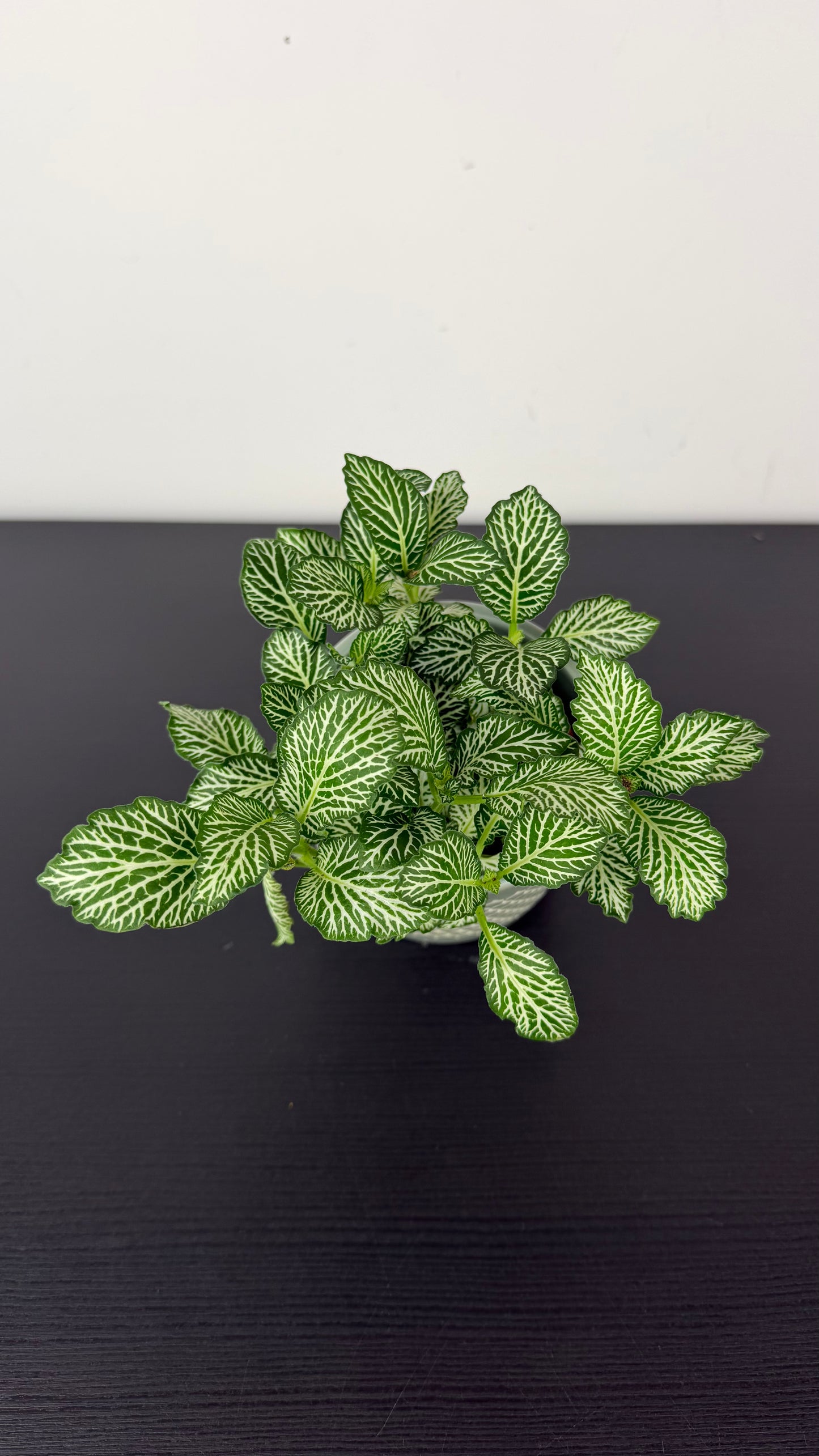 Fittonia 7