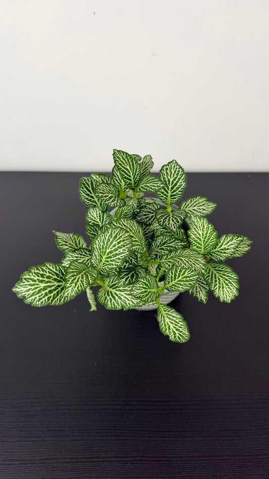 Fittonia 7
