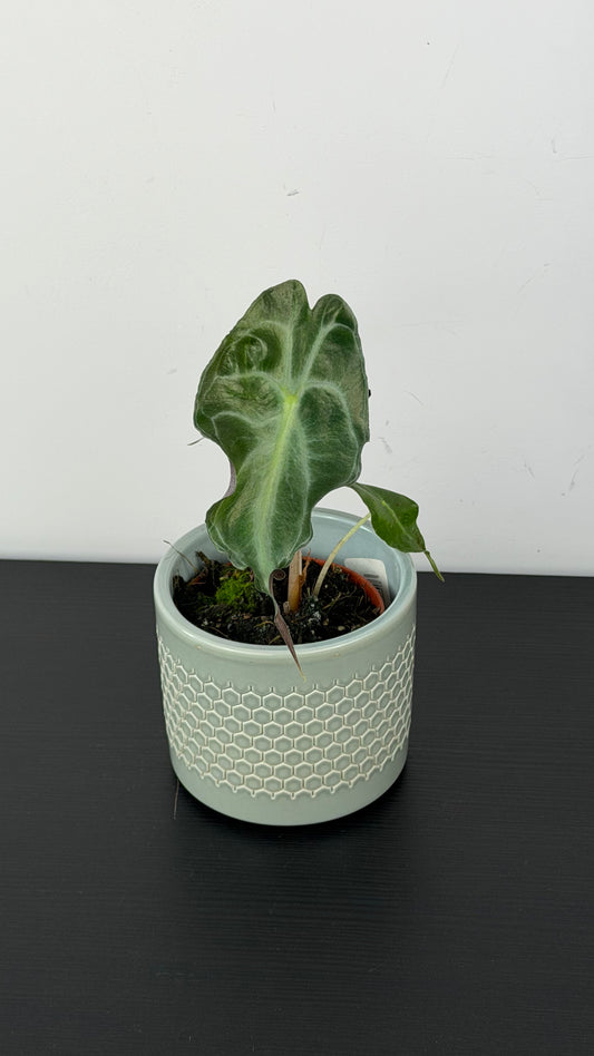 Alocasia Venom