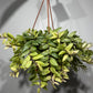Aeschynanthus Bicolore