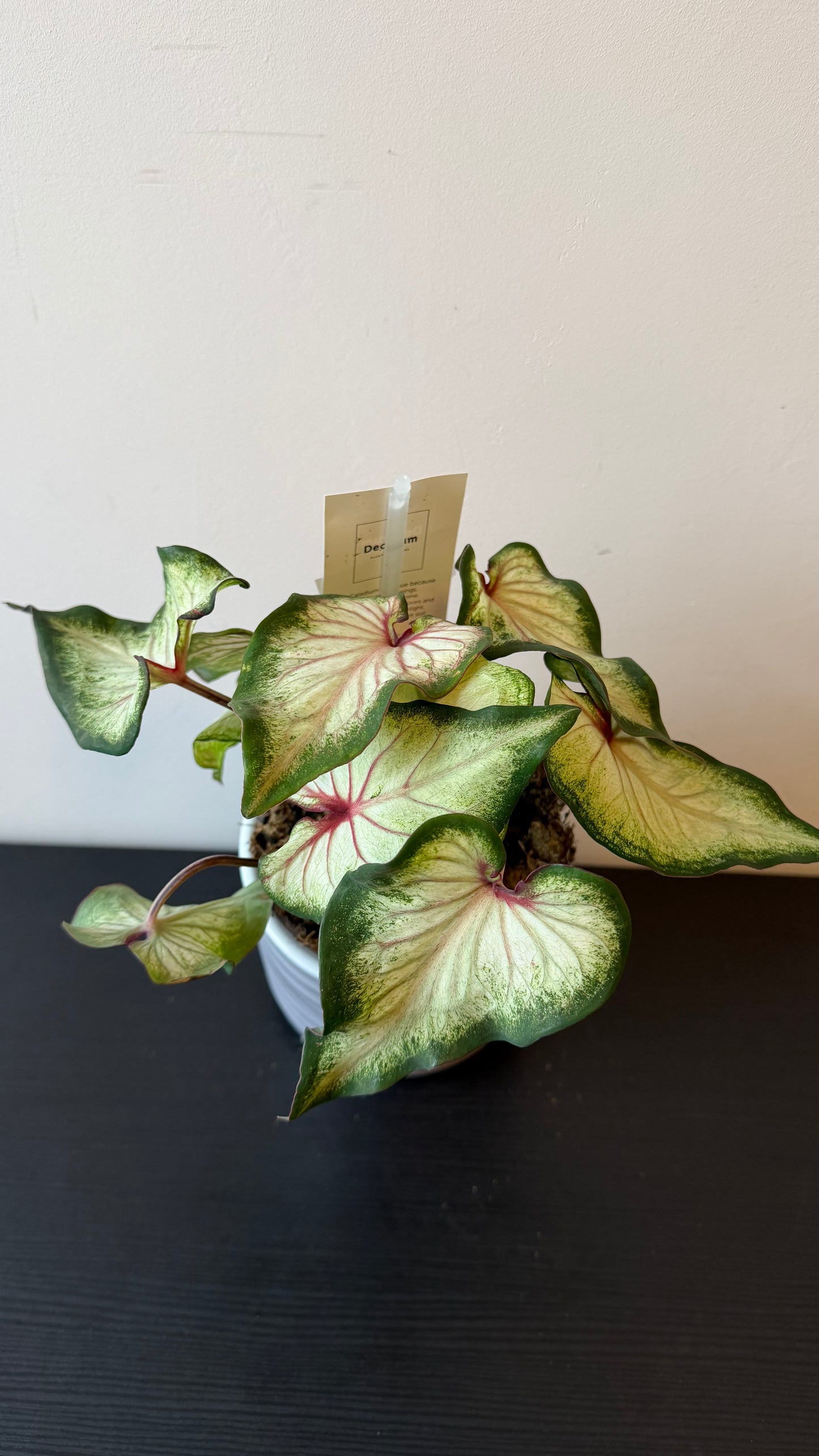 Caladium 3