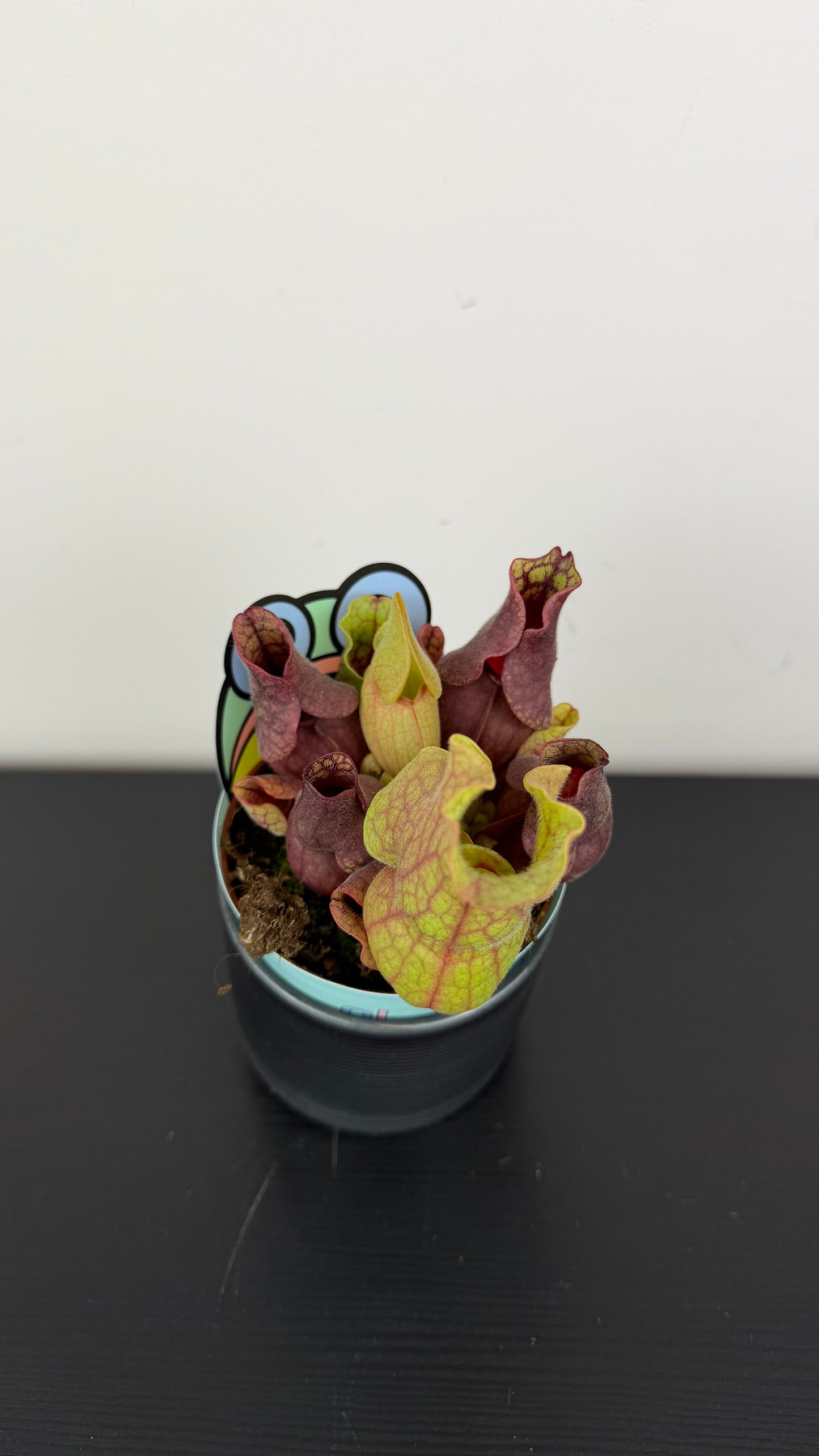 Sarracenia 3
