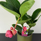 Medinilla Candy