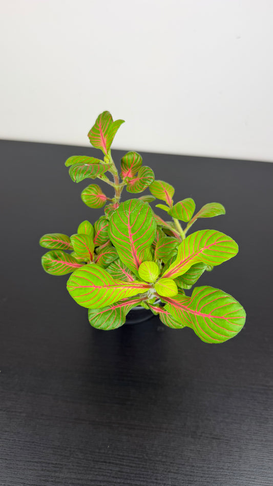 Fittonia 6