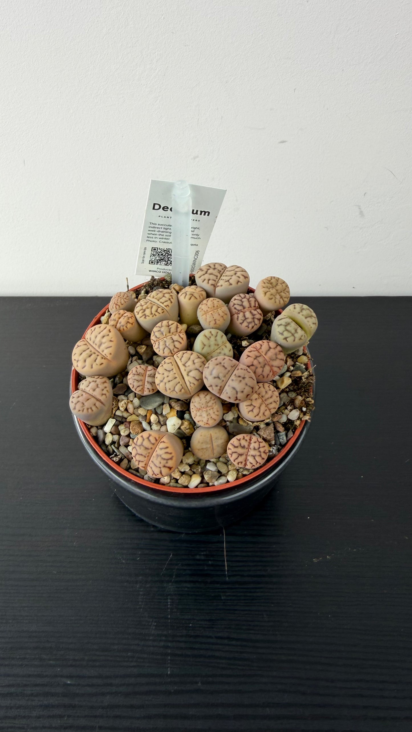 Lithops 6