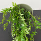 Aeschynanthus Japhrolepis/ Lipstick plant