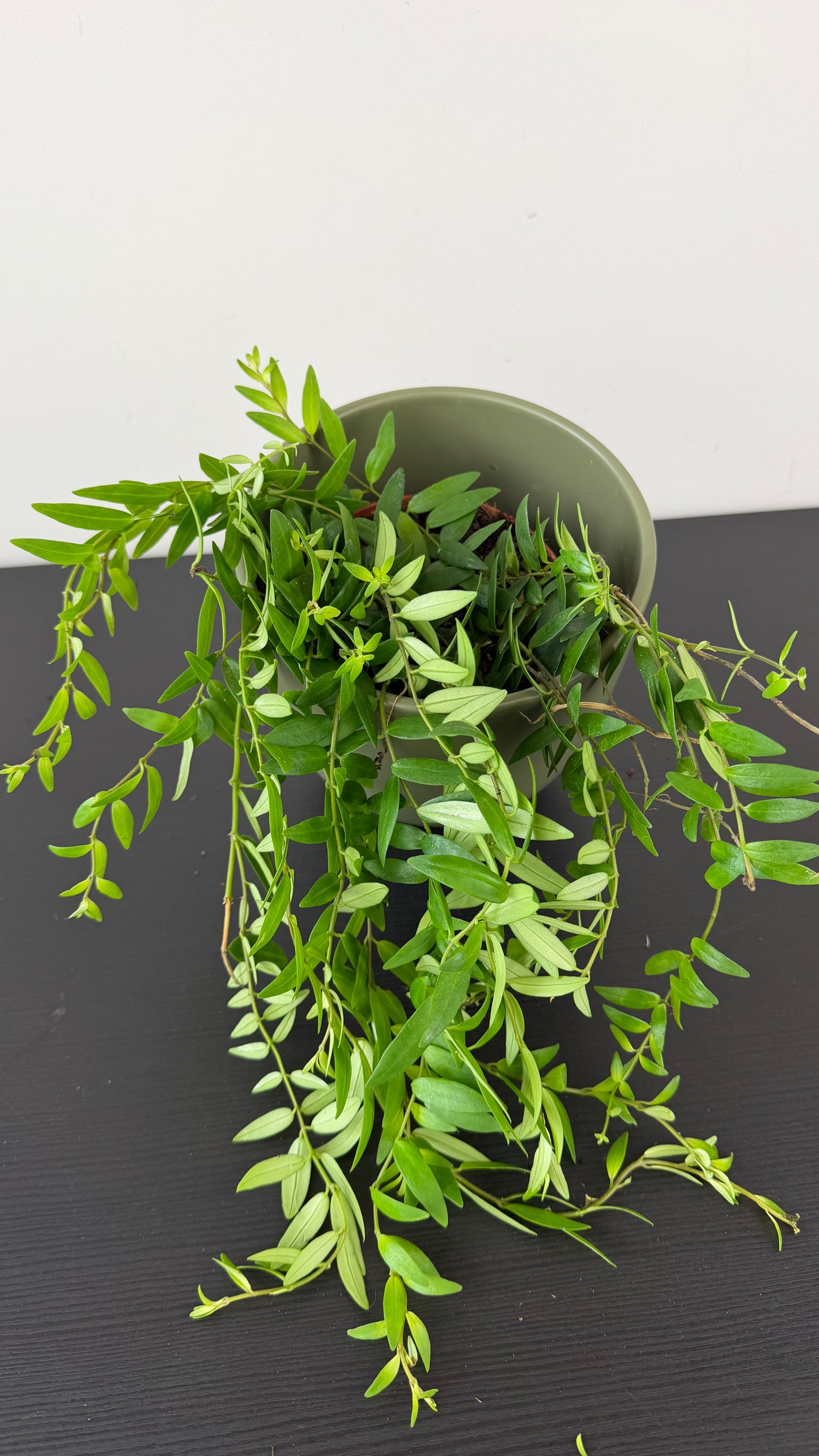 Aeschynanthus Japhrolepis/ Lipstick plant